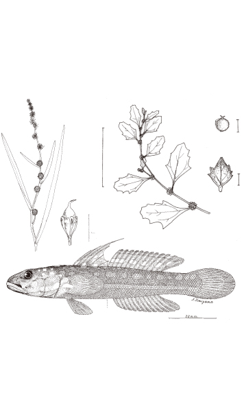植物や魚の生物画