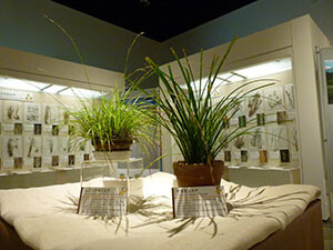 日本列島スゲの旅(スゲの植木鉢)