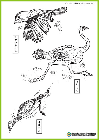 bird_nurie2025.jpg