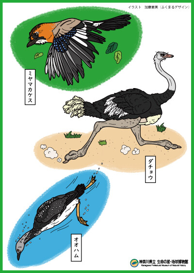 bird_nurie_mihon2025.jpg