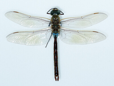 dragonfly_5.jpg