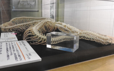 snake1.jpg