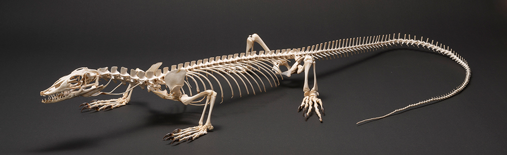 背骨を持つ動物（脊椎動物）の進化のイメージ画像
