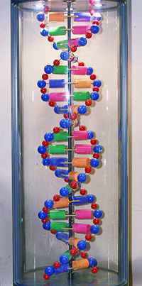 DNAの展示の画像