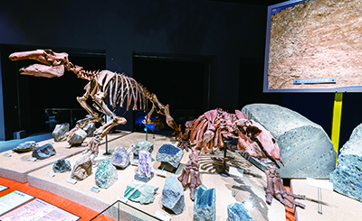 パレオパラドキシアとデスモスチルスの化石の画像
