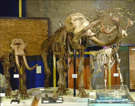 ナウマンゾウの化石の画像