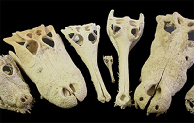 当館所蔵のワニの骨格標本の写真