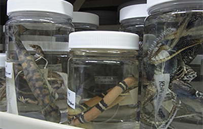 当館所蔵の液浸標本の写真