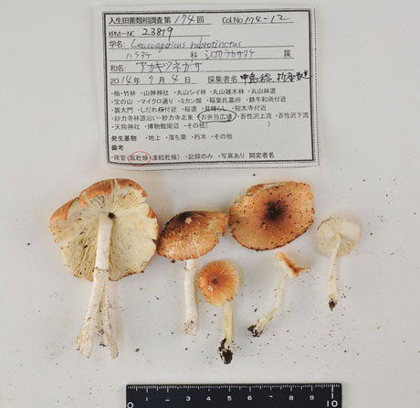 「採集記録をとり、標本として収蔵する」のイメージ画像