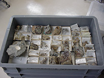 教室で整理された標本の画像