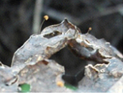葉に発生する微小菌類（灰色）