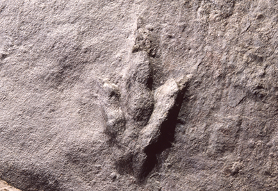 恐竜の足跡の壁