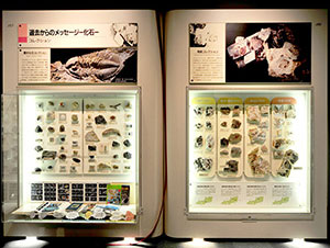 櫻井化石コレクション展示