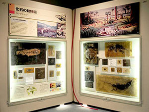 メッセル化石動物群展示