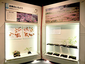 神奈川の植物展示