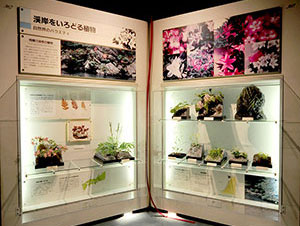 渓岸の植物展示