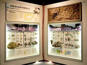 中津層群の貝化石展示