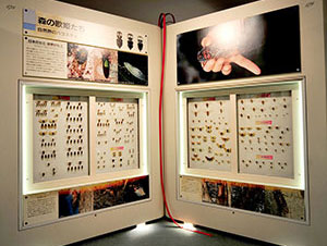 日本のセミ・世界のセミ展示