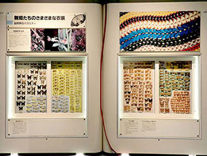 日本のチョウ展示
