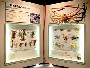 日本のエビとカニ展示