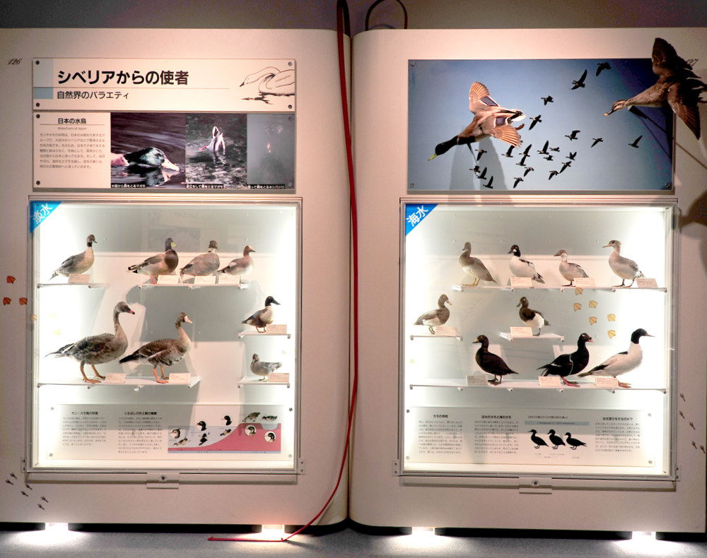 ジャンボブック「日本の水鳥」