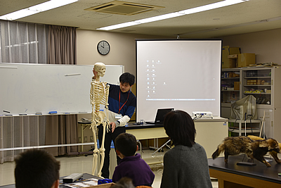 ヒトの骨格模型