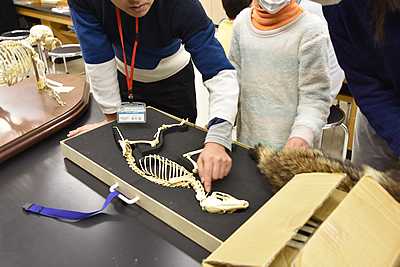 タヌキの骨パズルや骨格標本