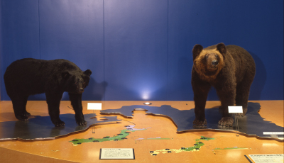 神奈川展示室のツキノワグマ（左）とヒグマ（右）の画像