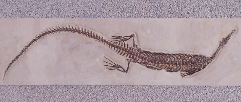 メソサウルスの化石の画像