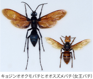 キョジンオオクモバチとオオスズメバチの画像