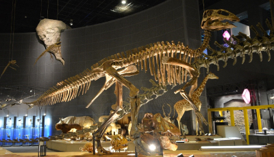 エドモントサウルス・アンネクテンス全身骨格（実物）の画像