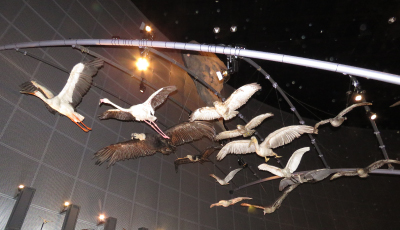 生命展示室の鳥類剥製の画像