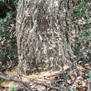 ナラ枯れになった木の幹の画像