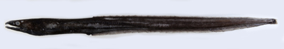 イラコアナゴ標本画像