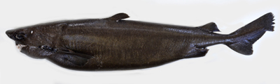 マルバラユメザメ標本画像