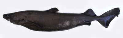 イチハラビロウドザメ標本画像