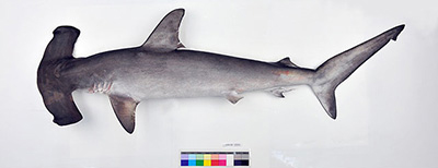 シロシュモクザメの標本