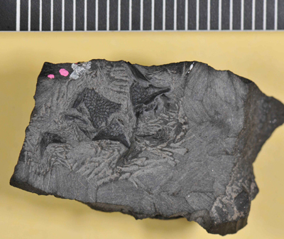 化石標本