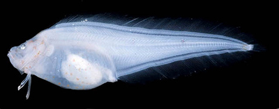 ソコボウズの稚魚の標本画像