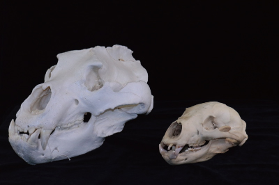 左がアラスカヒグマの頭骨、右エゾヒグマの頭骨の画像