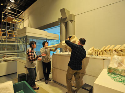 骨格標本を展示室に設置する様子