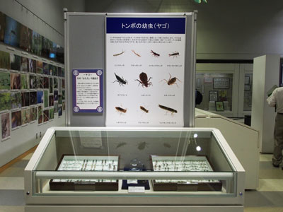 標本と写真の展示