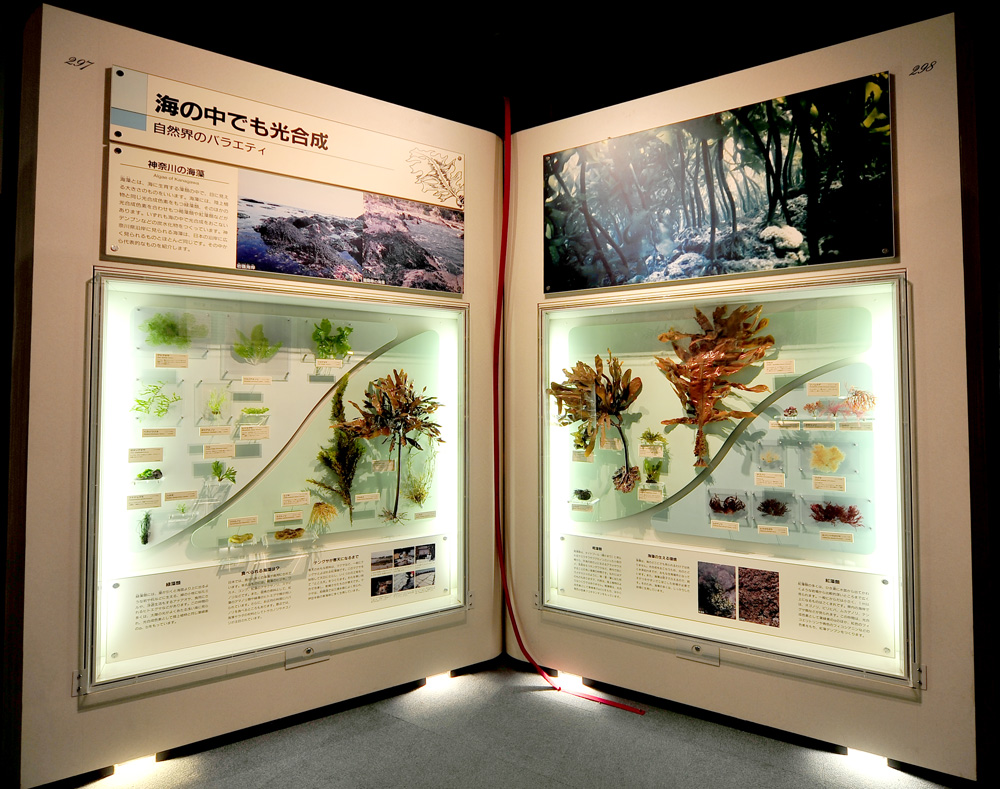 ジャンボブック「神奈川の海藻」