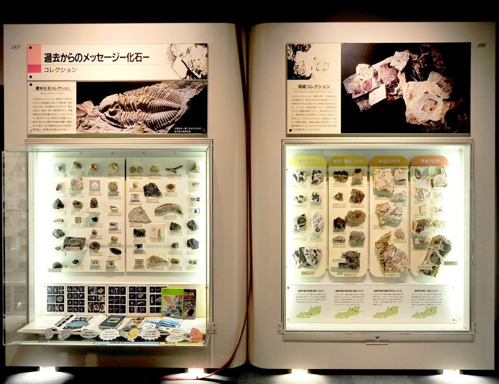 化石　コレクション