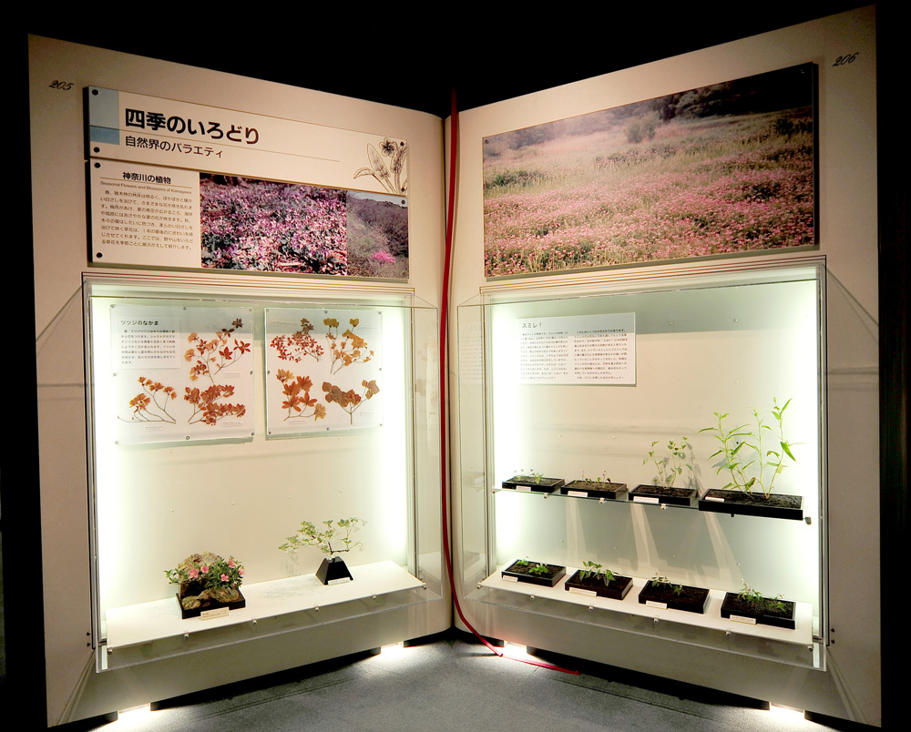 ジャンボブック「神奈川の植物」