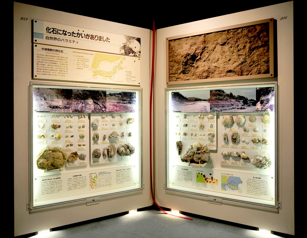 ジャンボブック「中津層群の貝化石」