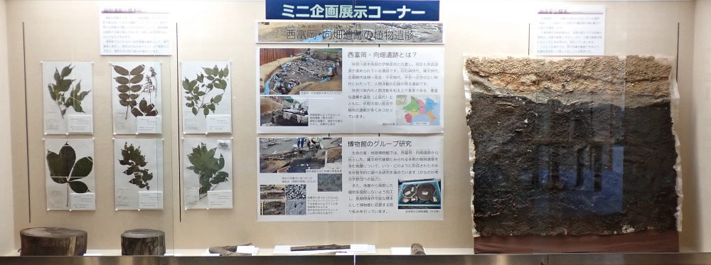 ミニ企画展示「西富岡・向畑遺跡の植物遺骸」の展示全景