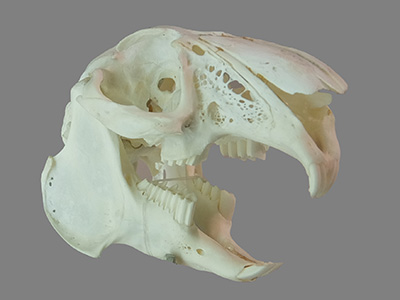 古生物学入門―哺乳類の骨と歯―