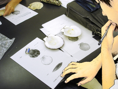 「貝殻のふしぎを調べよう(1)ホタテ」のイメージ画像