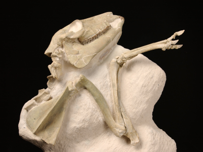 古生物学入門―哺乳類の四肢骨―